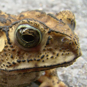 Meet your Posher, Myra